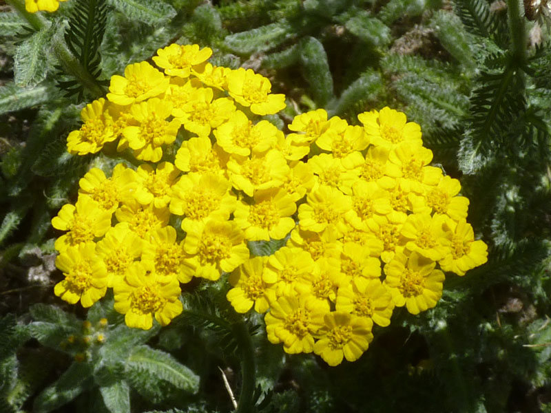 Achillea tomentosa